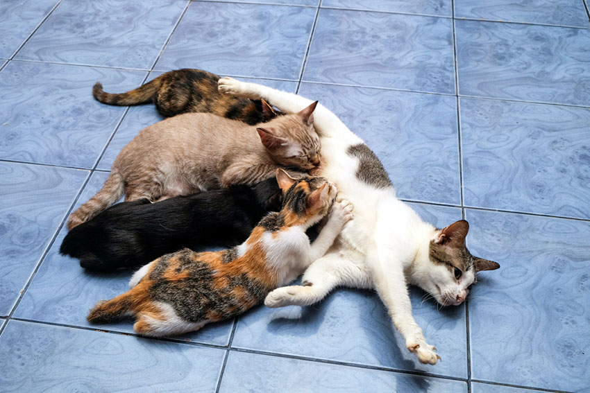 Mating and Conception in Cats