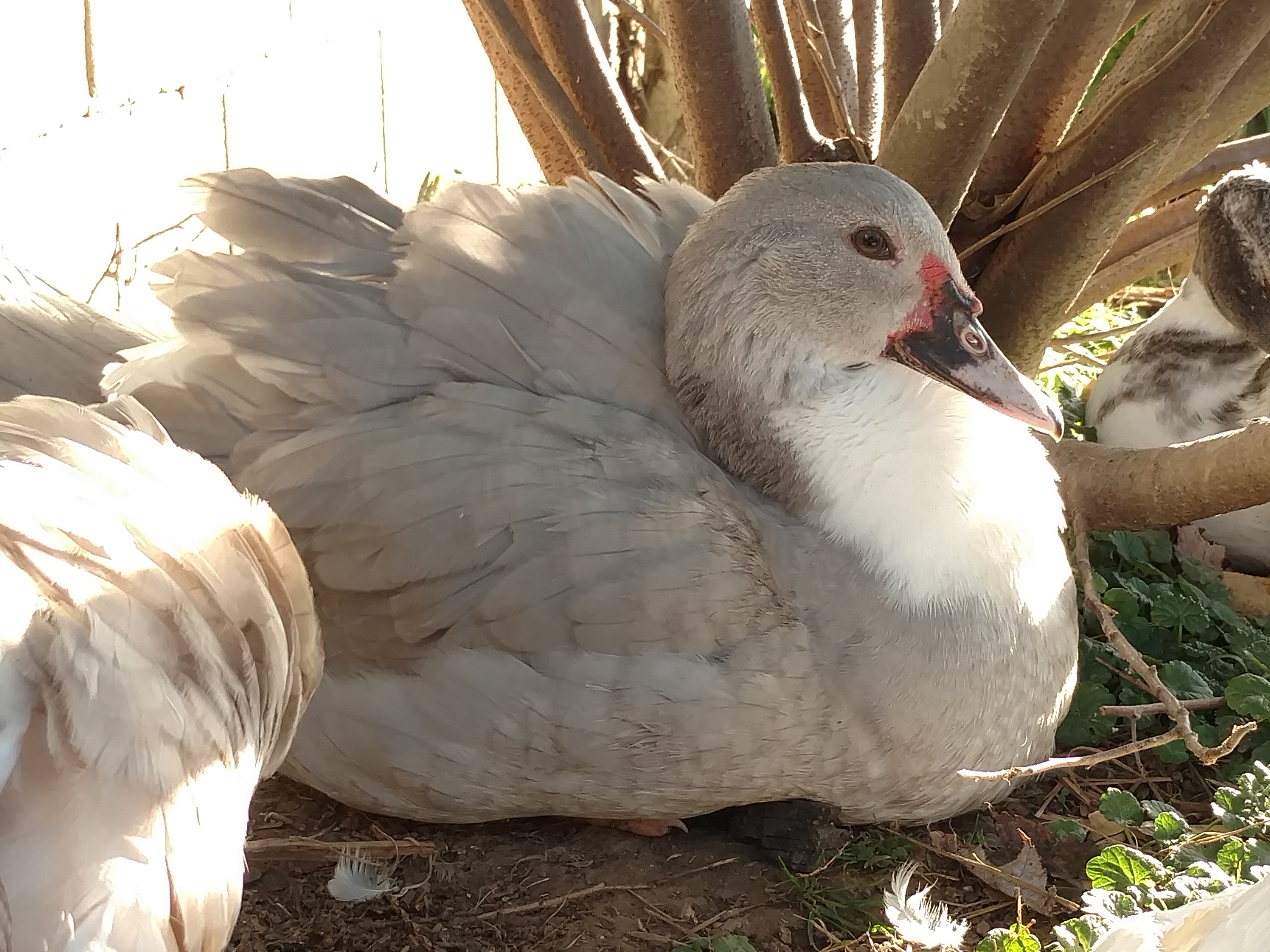 Muscovy | Ducks | Breed Information | Omlet