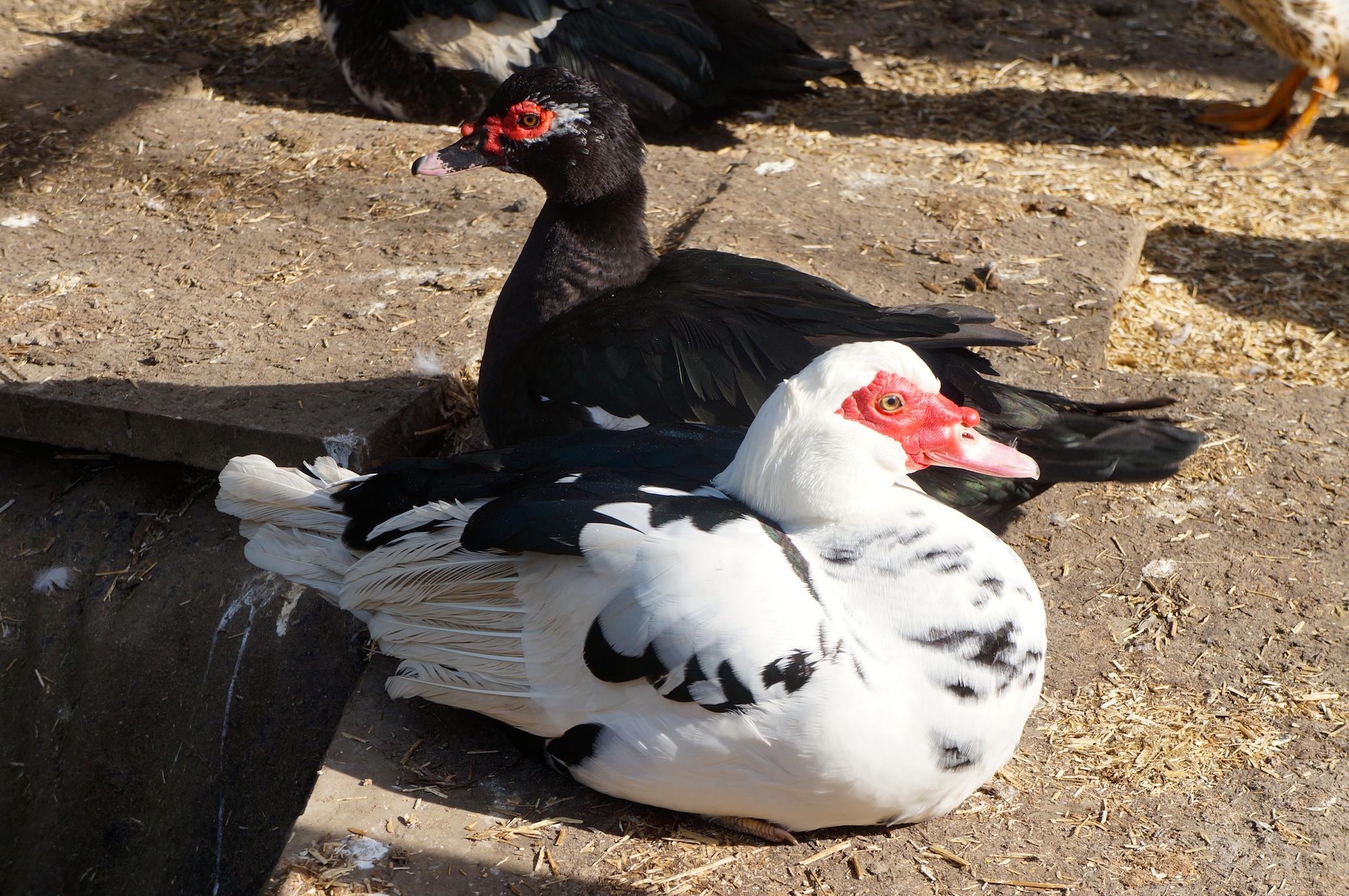 Muscovy Ducks Breed Information Omlet