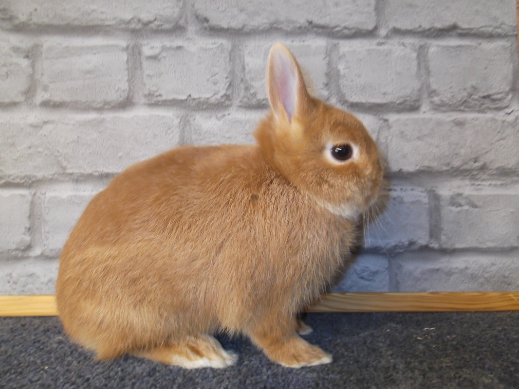 Netherland Dwarf For Sale Rabbits Breed Information Omlet