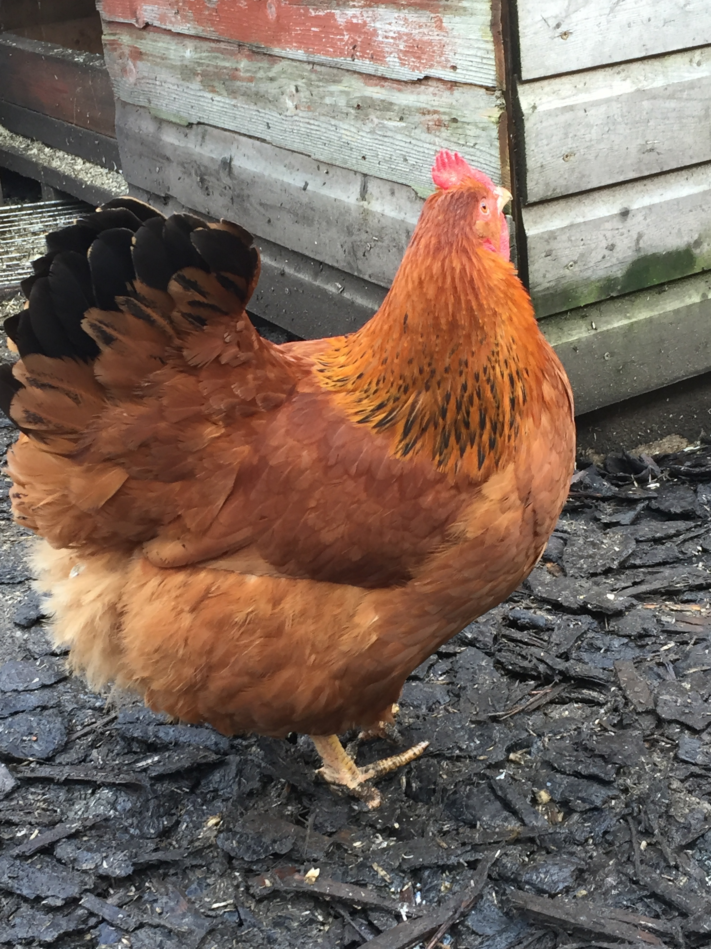 Calling All Animal Lovers Free Pets Abundant Near You In New Hampshire - 0y75ys3