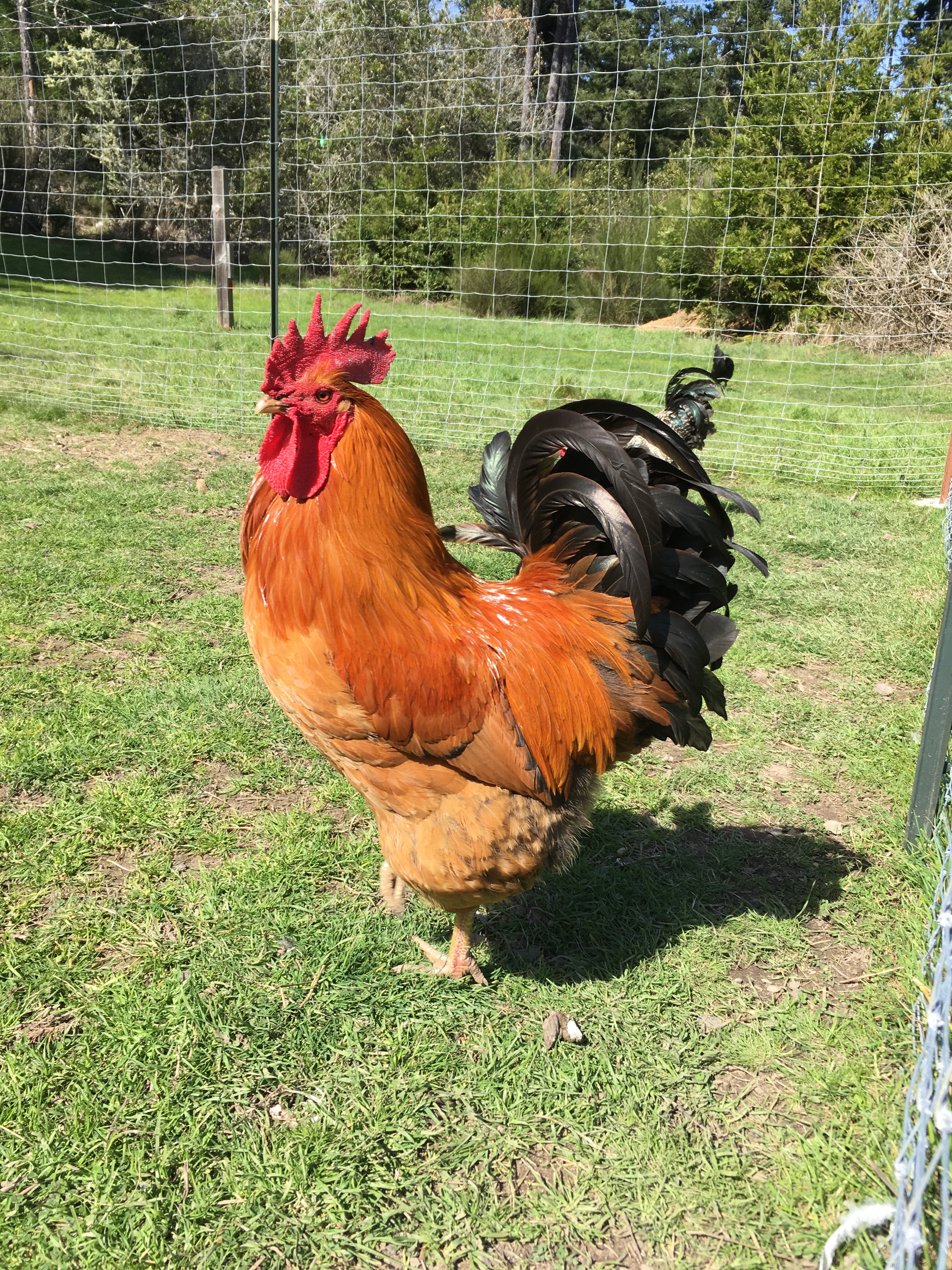 New Hampshire Red Rooster