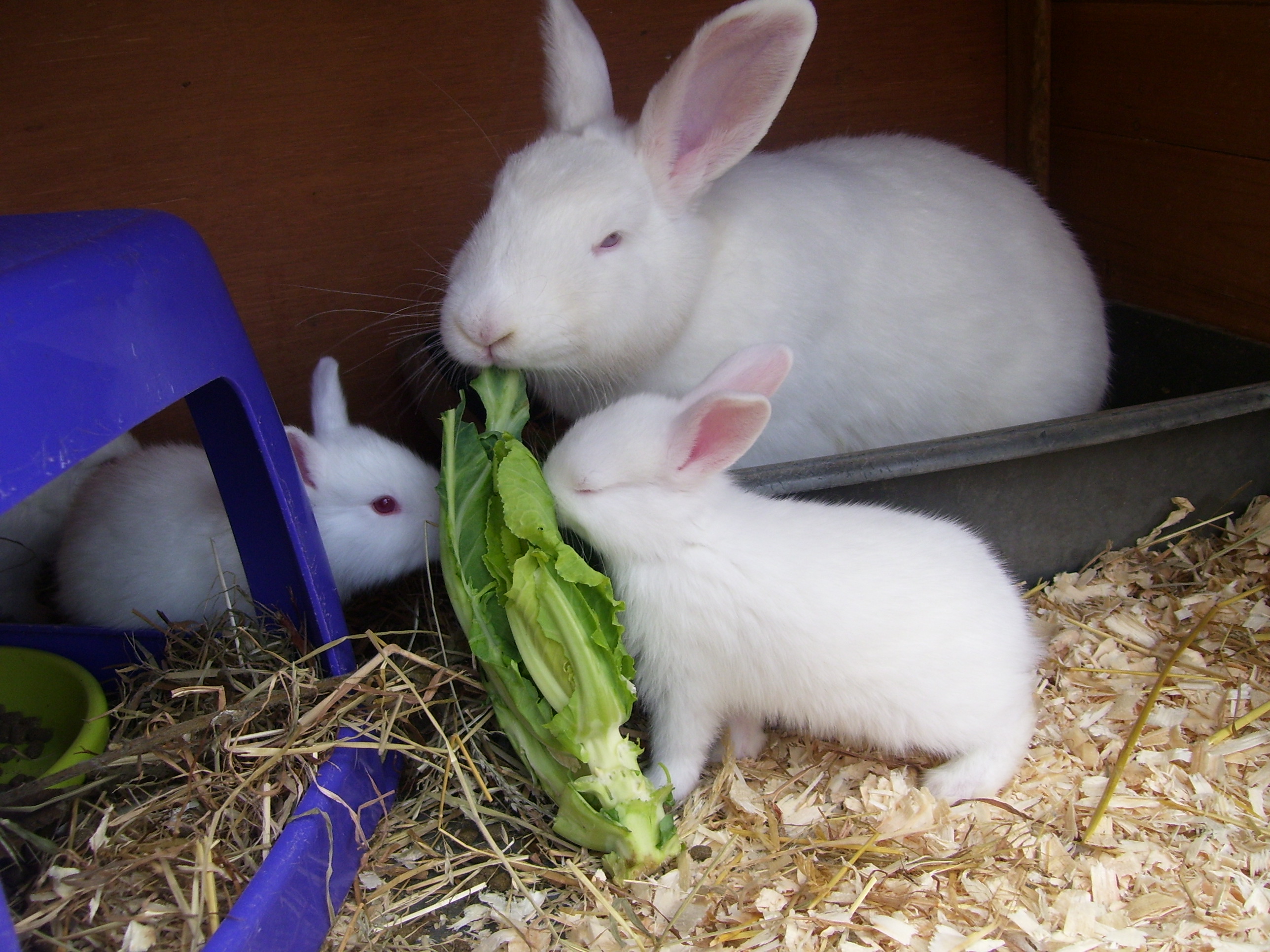 New Zealand For Sale Rabbits Breed Information Omlet