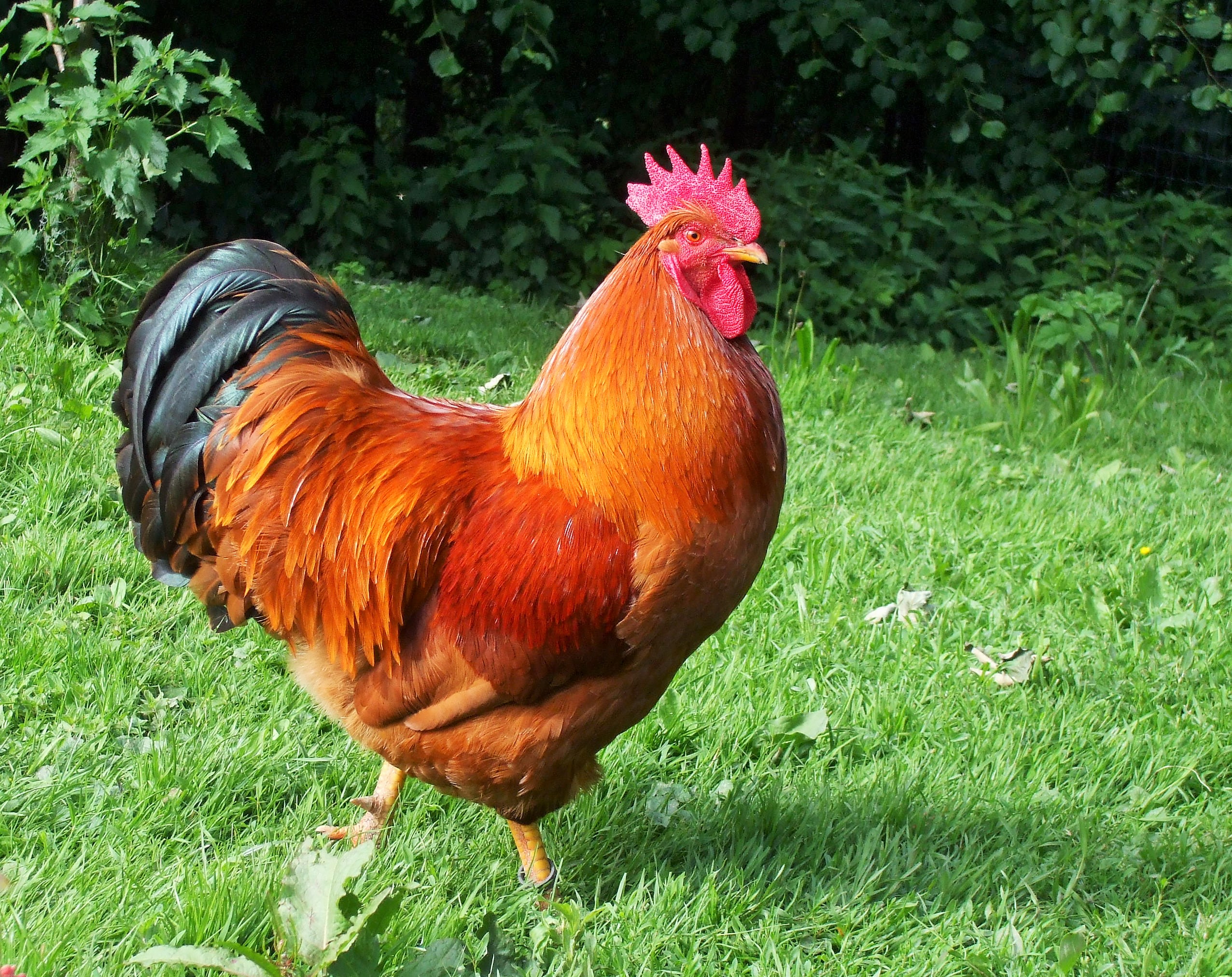 New Hampshire Red For Sale | Chickens | Breed Information | Omlet