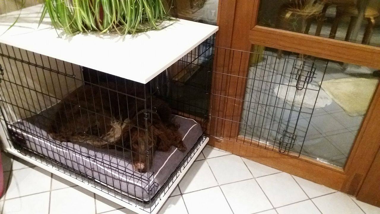 Niche Chien Discount. Finest Cheap Niche Chien Xl Maison Pour Chien ... Niche Chien Discount. Finest Cheap Niche Chien Xl Maison Pour Chien ...