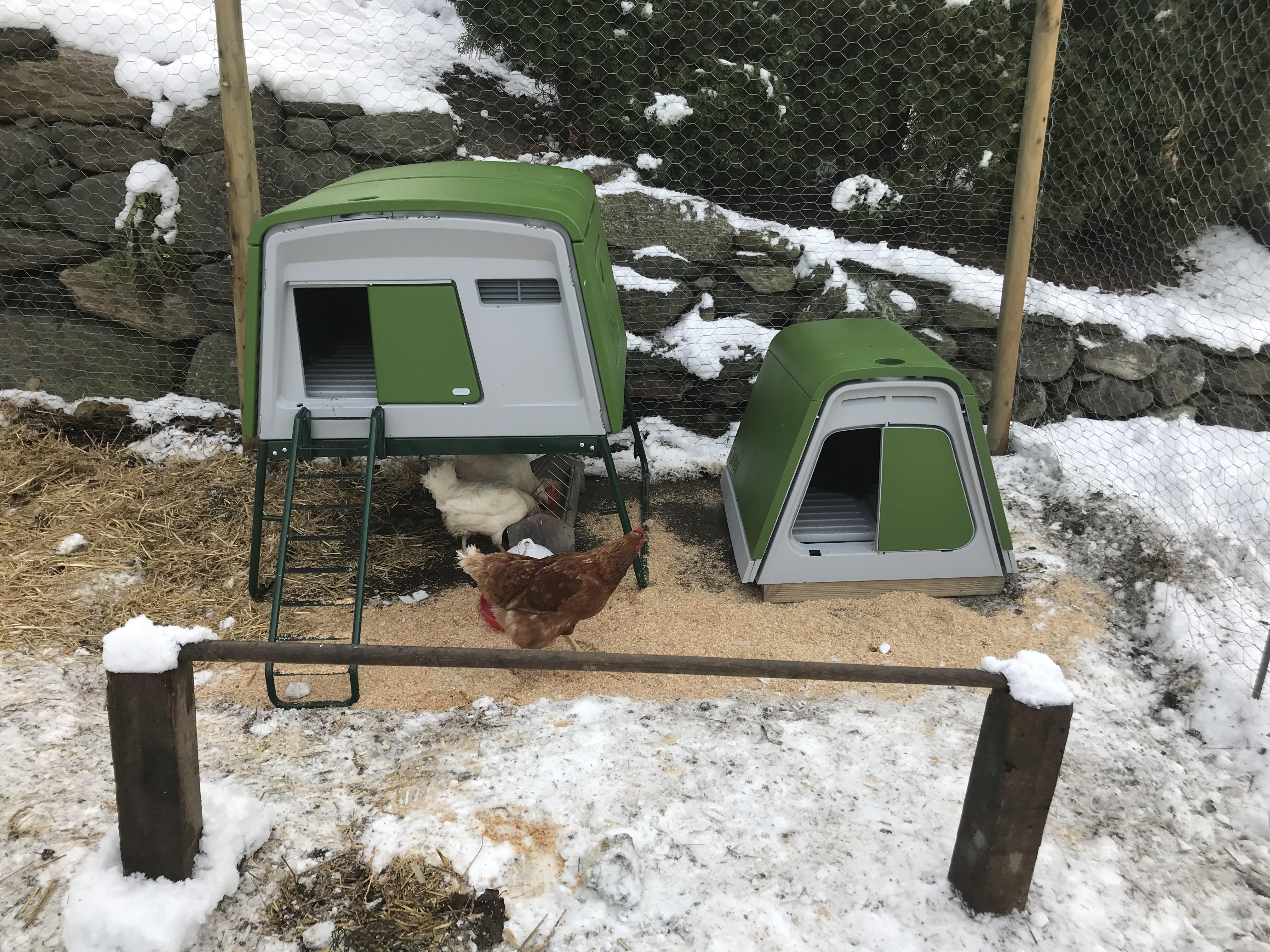 New Eglu Cube Chicken Coop Chicken Keeping Omlet