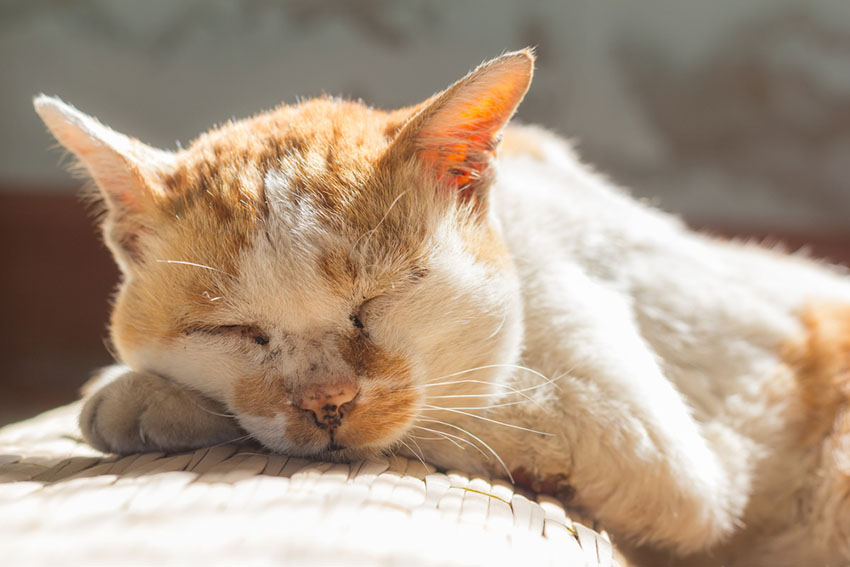 cute old cat sleeping