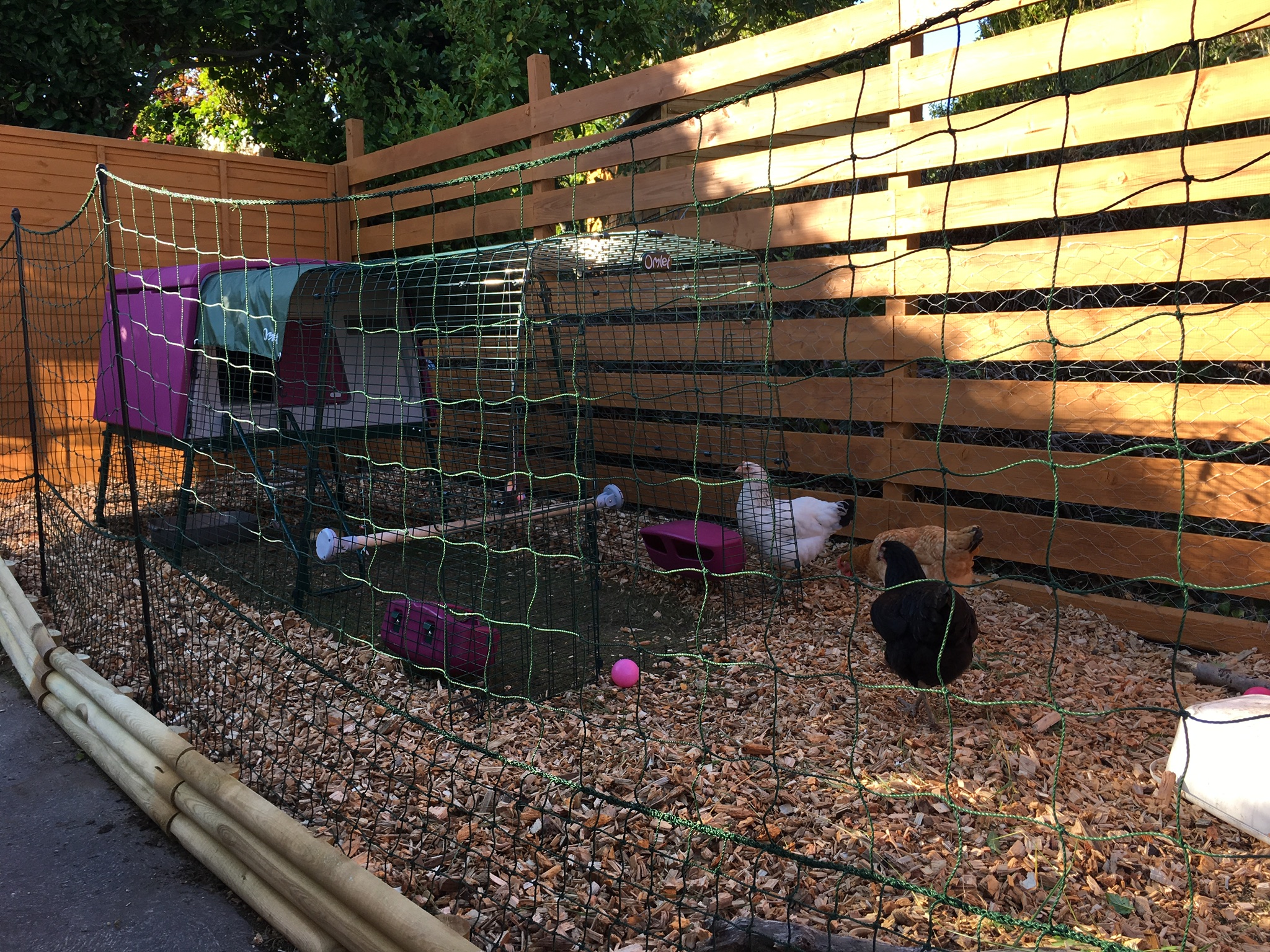 Omlet Chicken Fencing - Omlet Chicken Fencing Brilliant Omlet Fencing We UseD To Create Our Chicken Run E5D93a03 2DDc 48e5 Bc52 9805a7D354eb A8bb8ae4