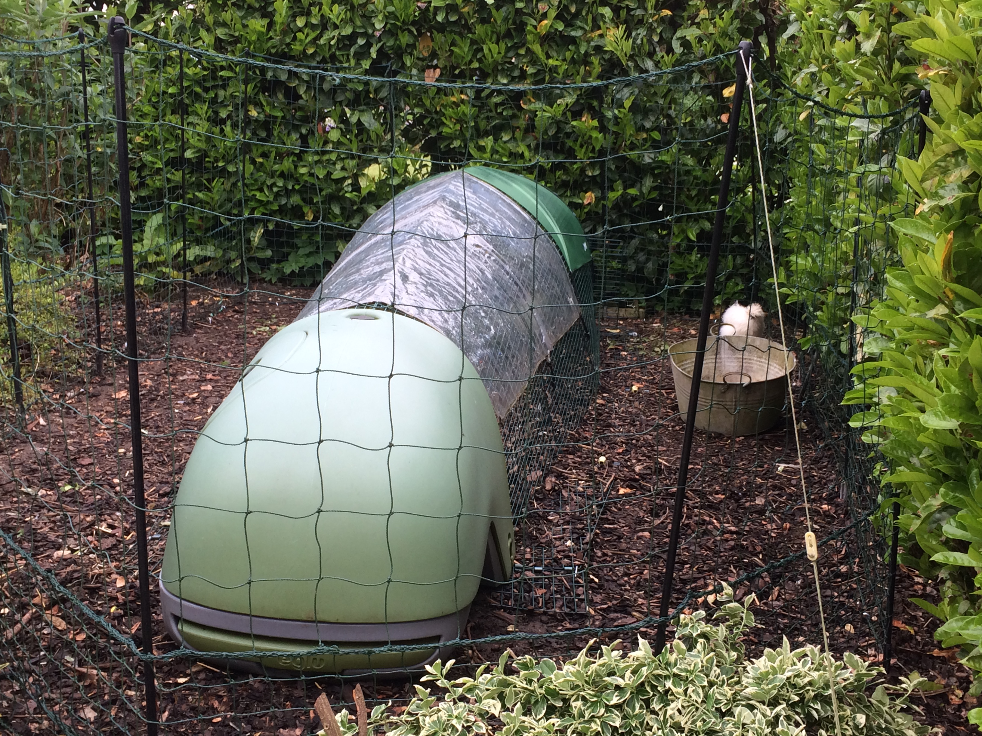 Omlet Chicken Fencing Chicken Coops and Pet Chicken Accessories Omlet