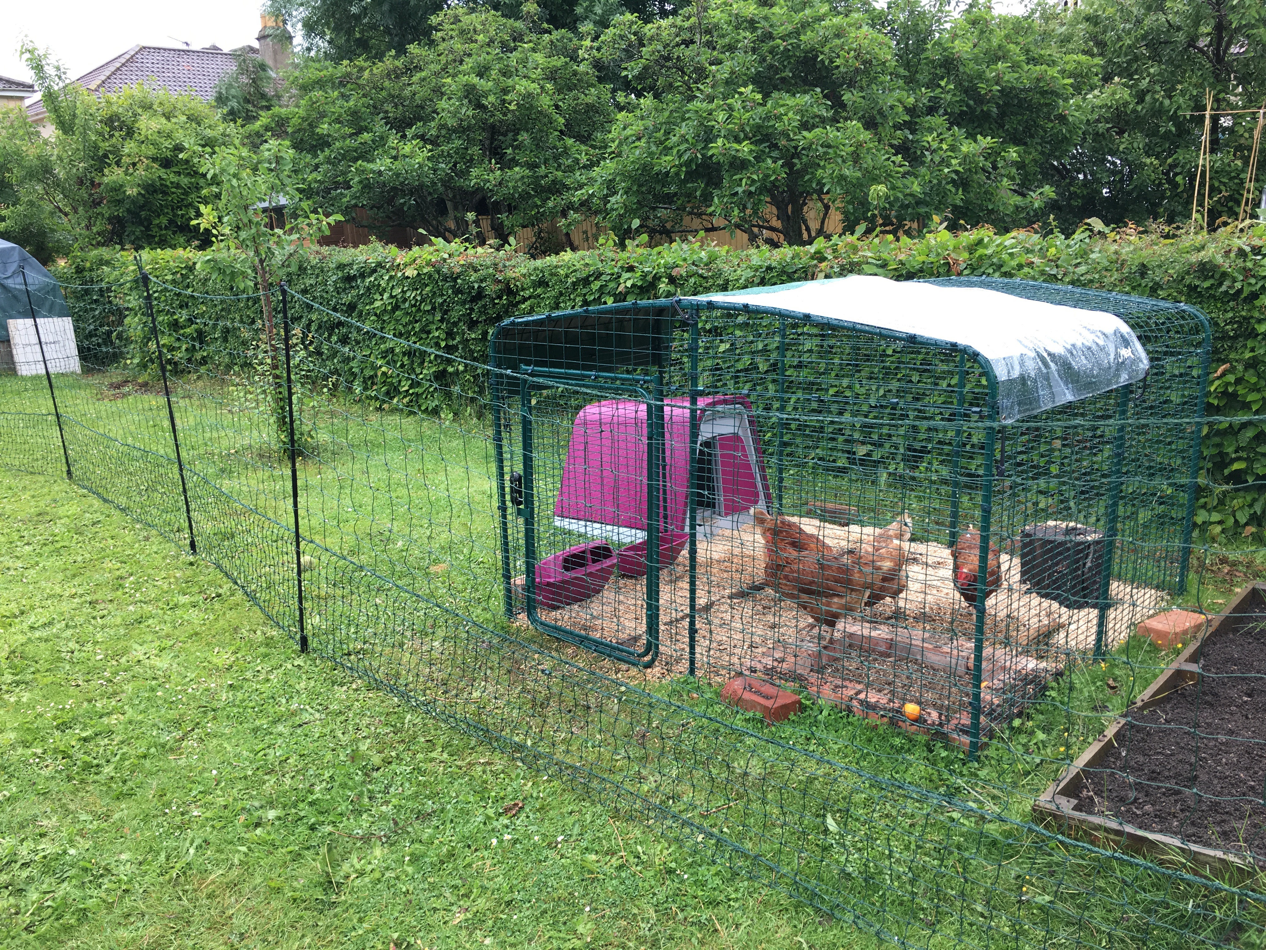 Omlet Chicken Fencing Chicken Keeping Omlet