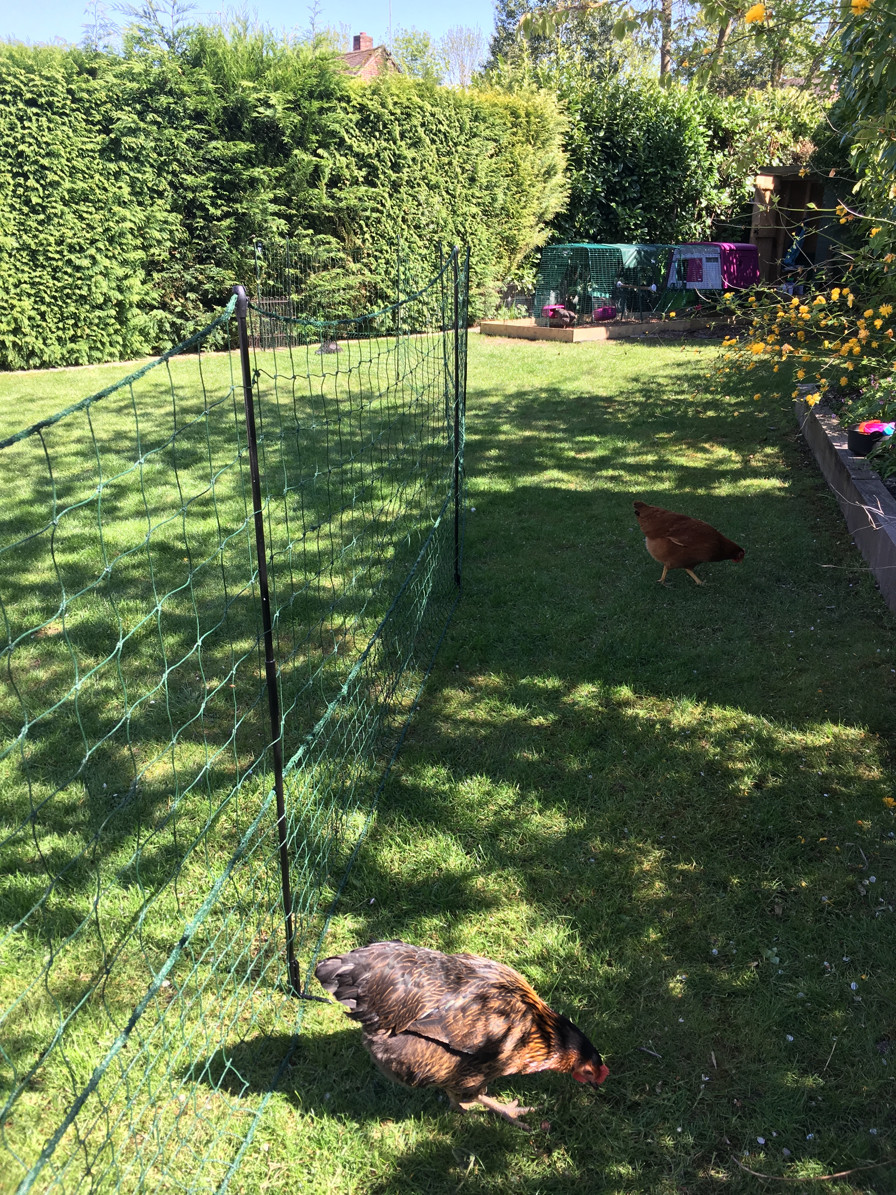Omlet Chicken Fencing Chicken Coops and Pet Chicken Accessories Omlet