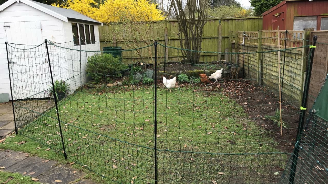 Omlet Chicken Fencing - Omlet Chicken Fencing Plenty Of Netting To Spare When I Want To Move To Another Part Of The GarDen In The Summer If It Arrives  1559796a B43D 4093 Afc0 6549f4002D67 24D81D9c