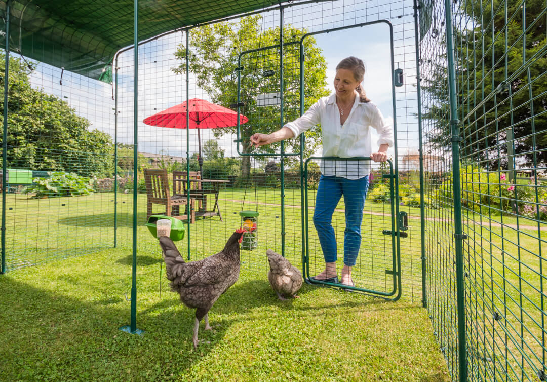 Omlet designs the runs that chickens (and chicken keepers) want