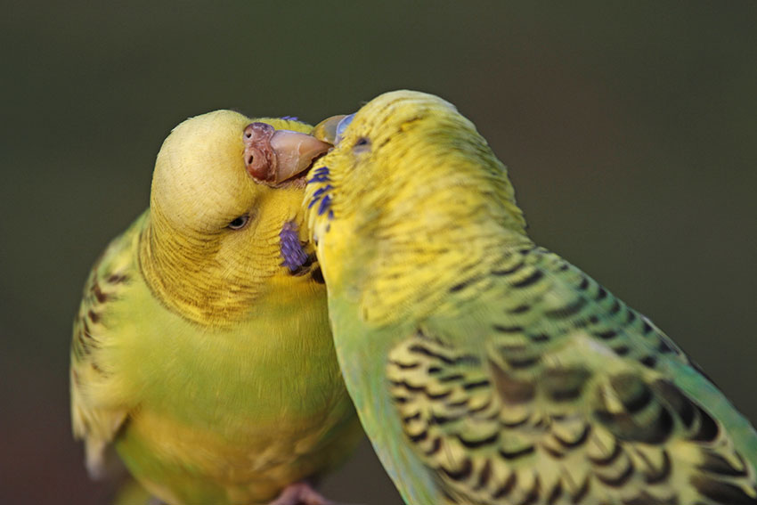 opaline parakeets