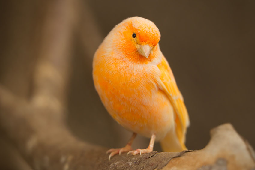 Orange Canary