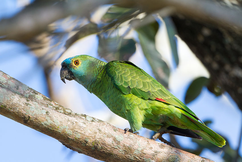 Orange-winged Amazon