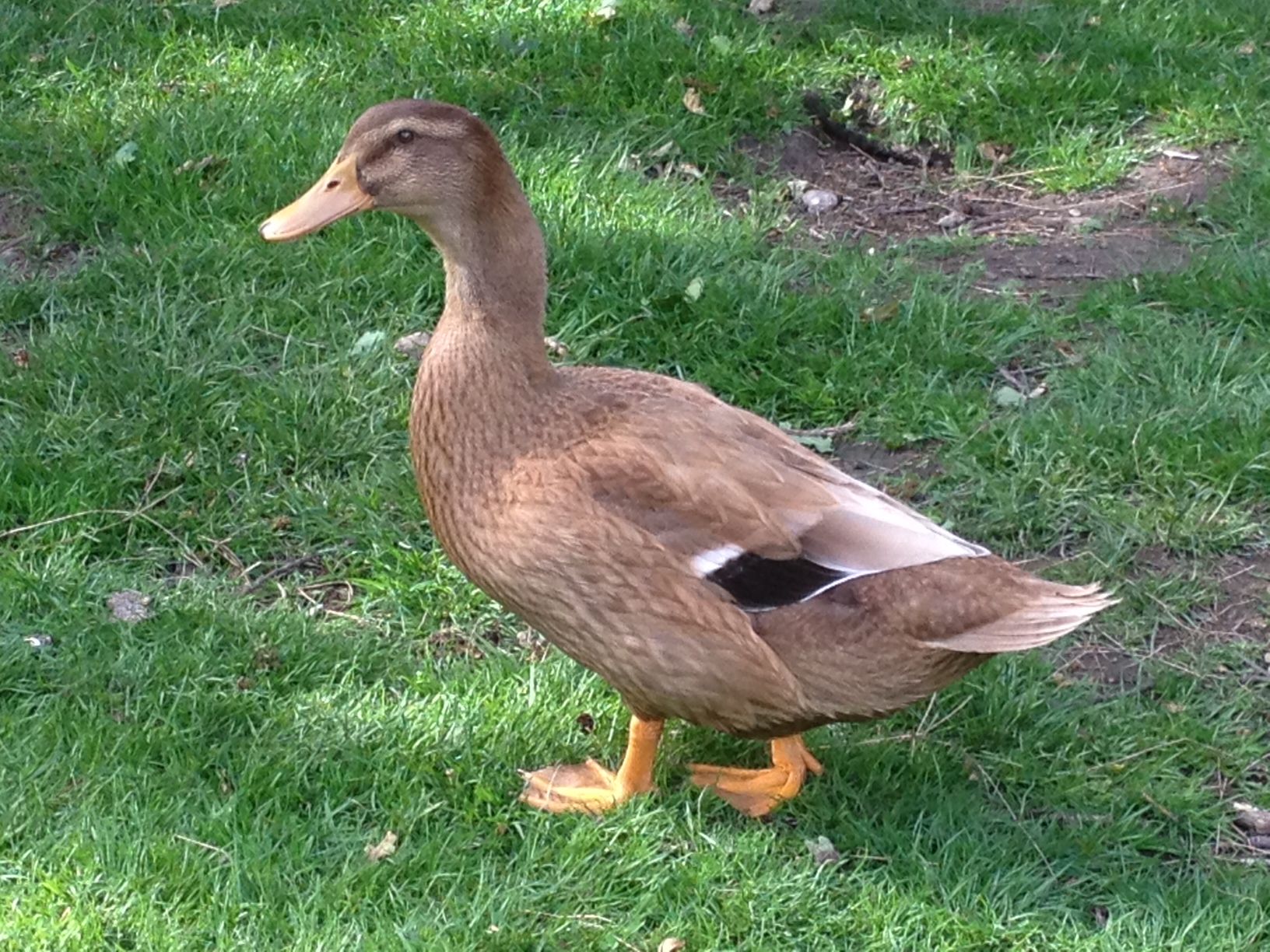 Orpington Ducks Breed Information Omlet