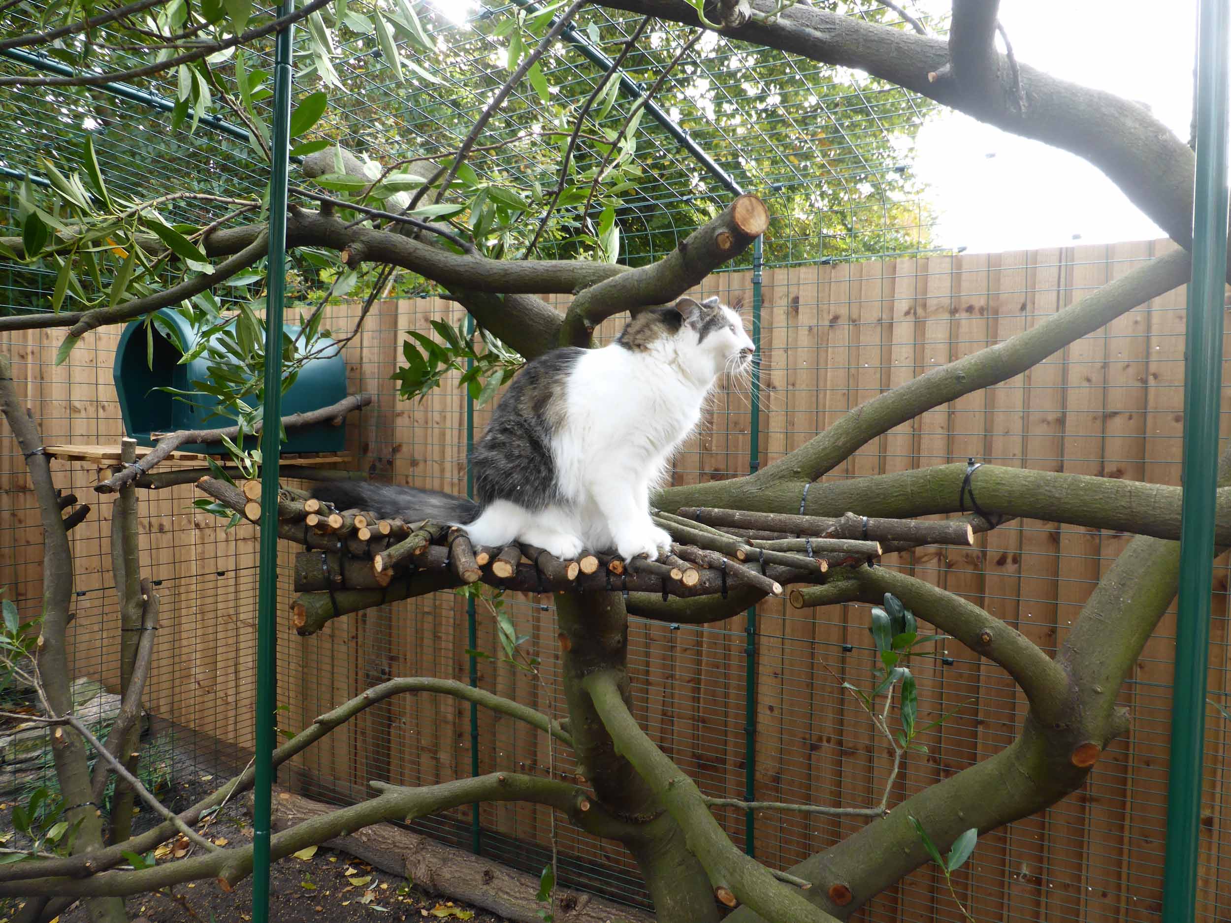 Outdoor Cat Run Large Ious Enclosure Cat Run Built Around Trimmed Bush As A Natural Climbing Frame