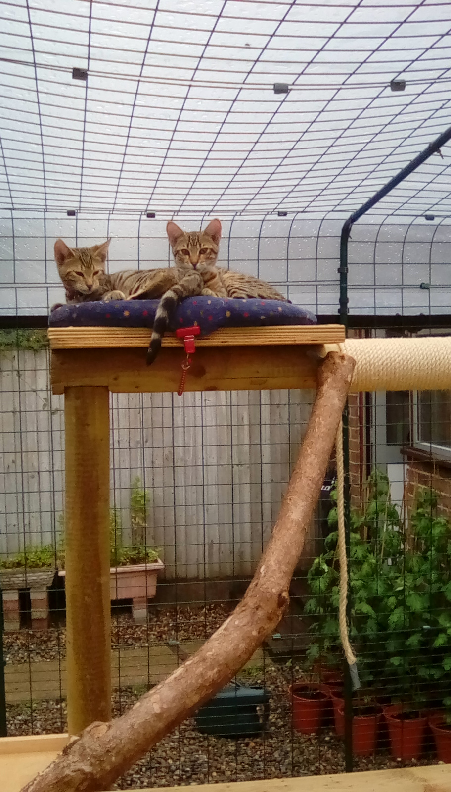 Outdoor Cat Run Large Spacious Outdoor Cat Enclosure