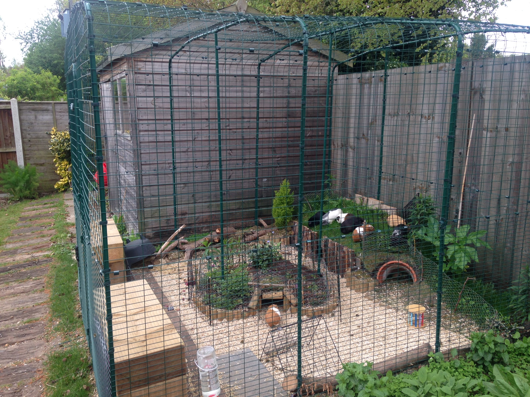 How To Make A Guinea Pig Hutch And Run at Lane Cave blog