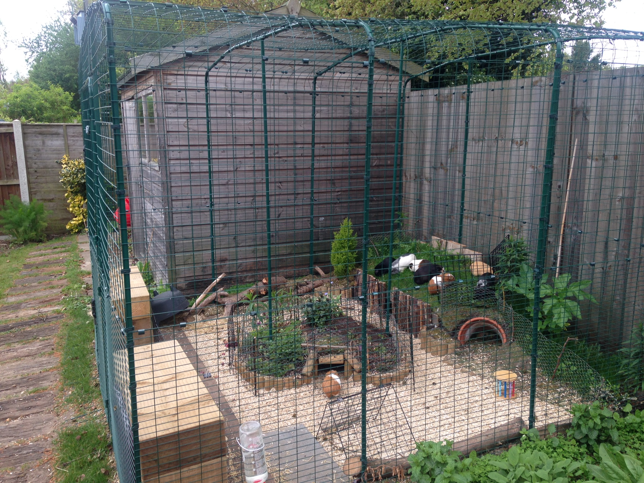 Outdoor Guinea Pig Run Large Outdoor Guinea Pig Enclosure