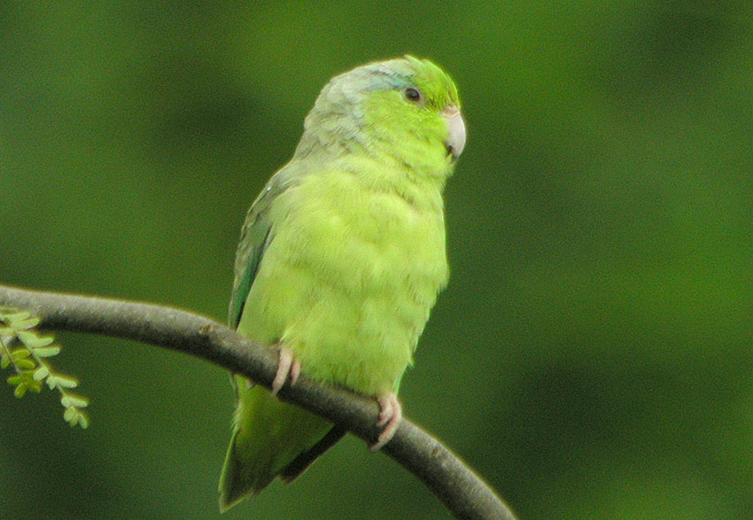 Pacific Parrotlet