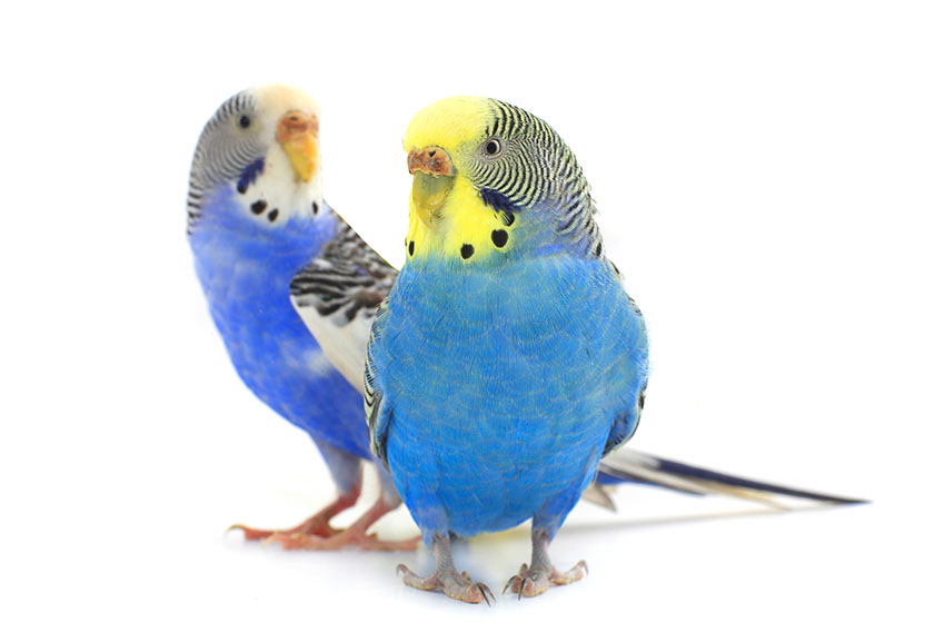 A pair of female parakeets