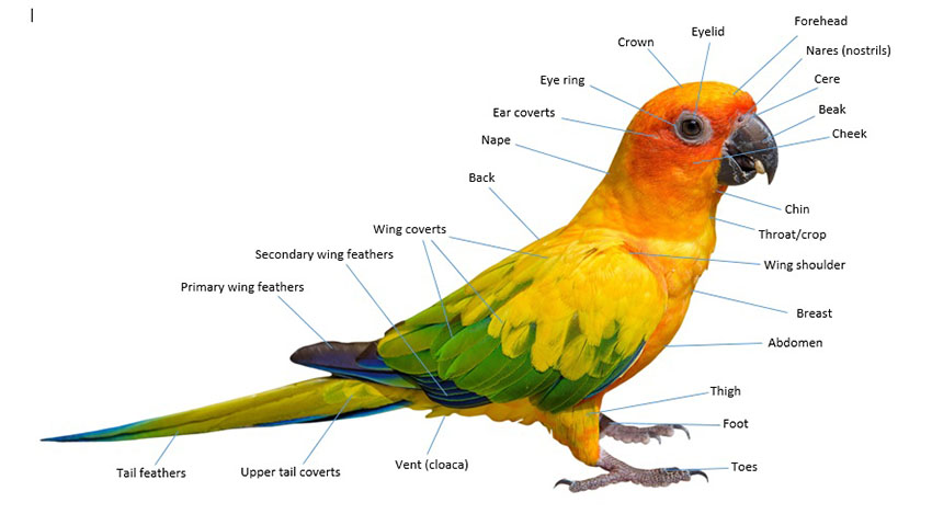 Parrot anatomy
