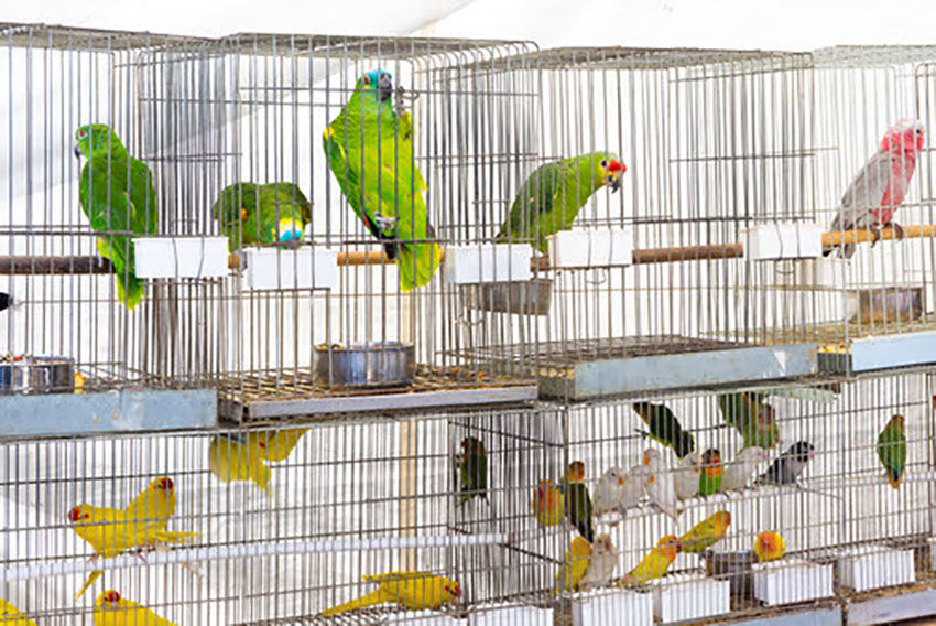 Parrots for sale