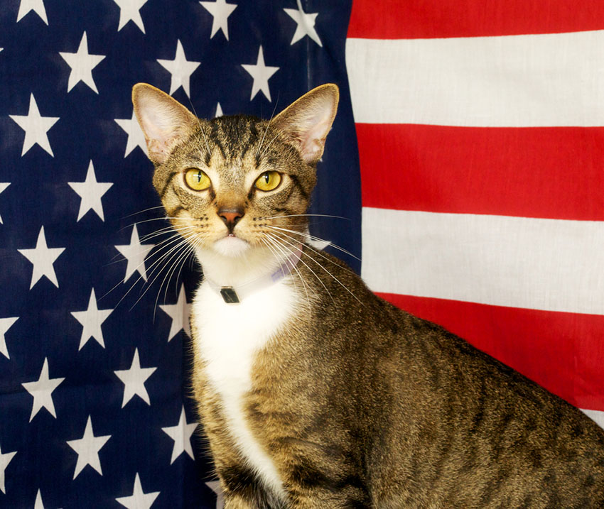 Cats conquer America