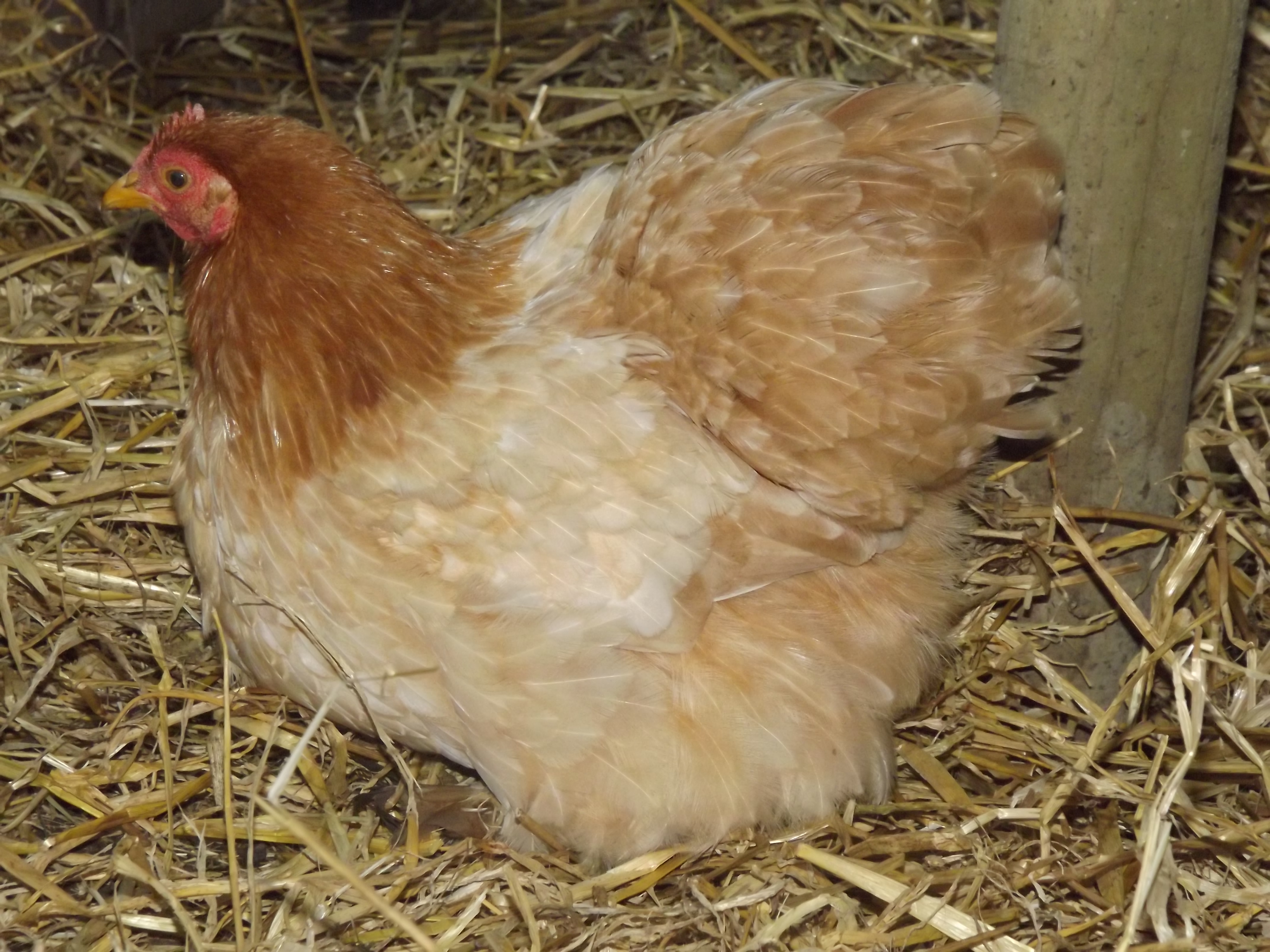 Pekin Bantam For Sale Chickens Breed Information Omlet Pekin Bantam For Sale Chickens Breed Information Omlet