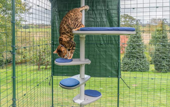 Kitten using the extra steps added to his cat tree perch personalized to his needs