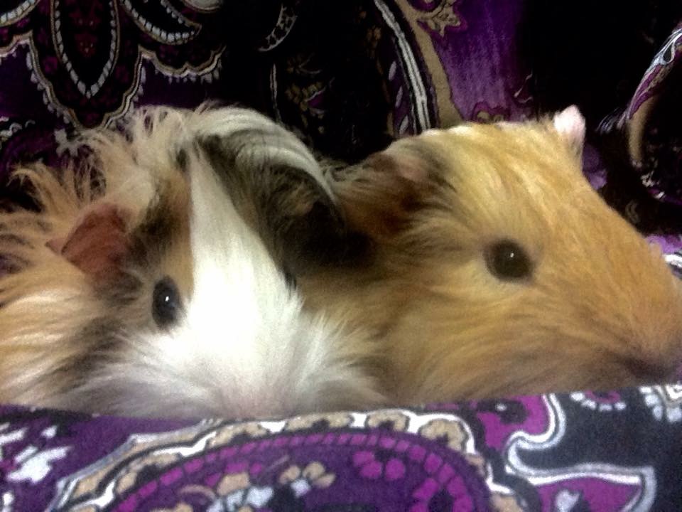 Peruvian For Sale | Guinea Pigs | Breed Information | Omlet