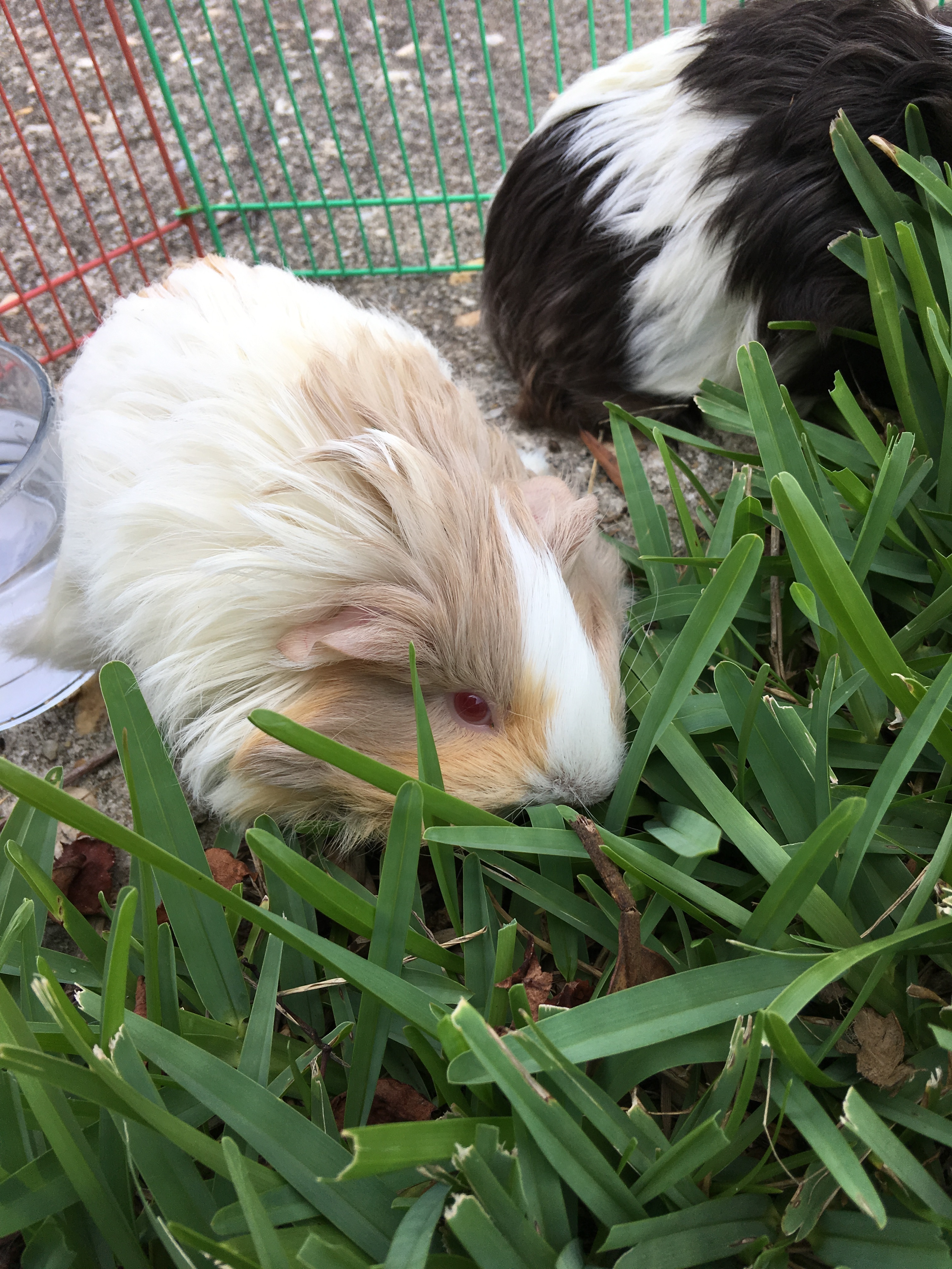 Peruvian For Sale Guinea Pigs Breed Information Omlet