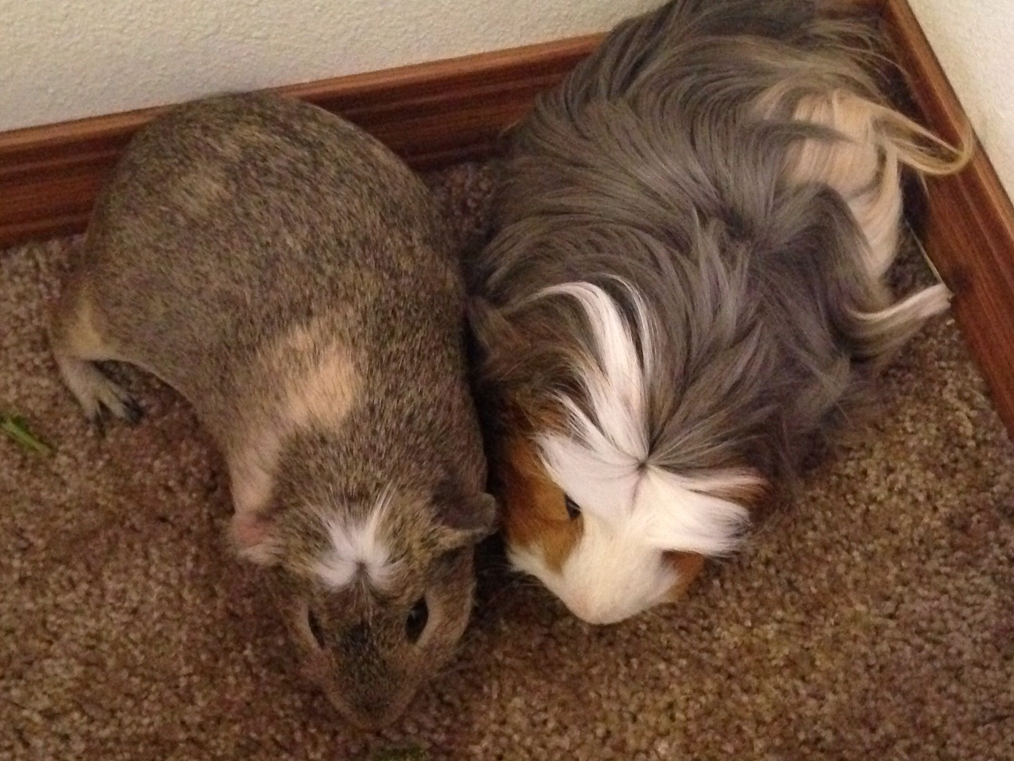 Peruvian For Sale Guinea Pigs Breed Information Omlet