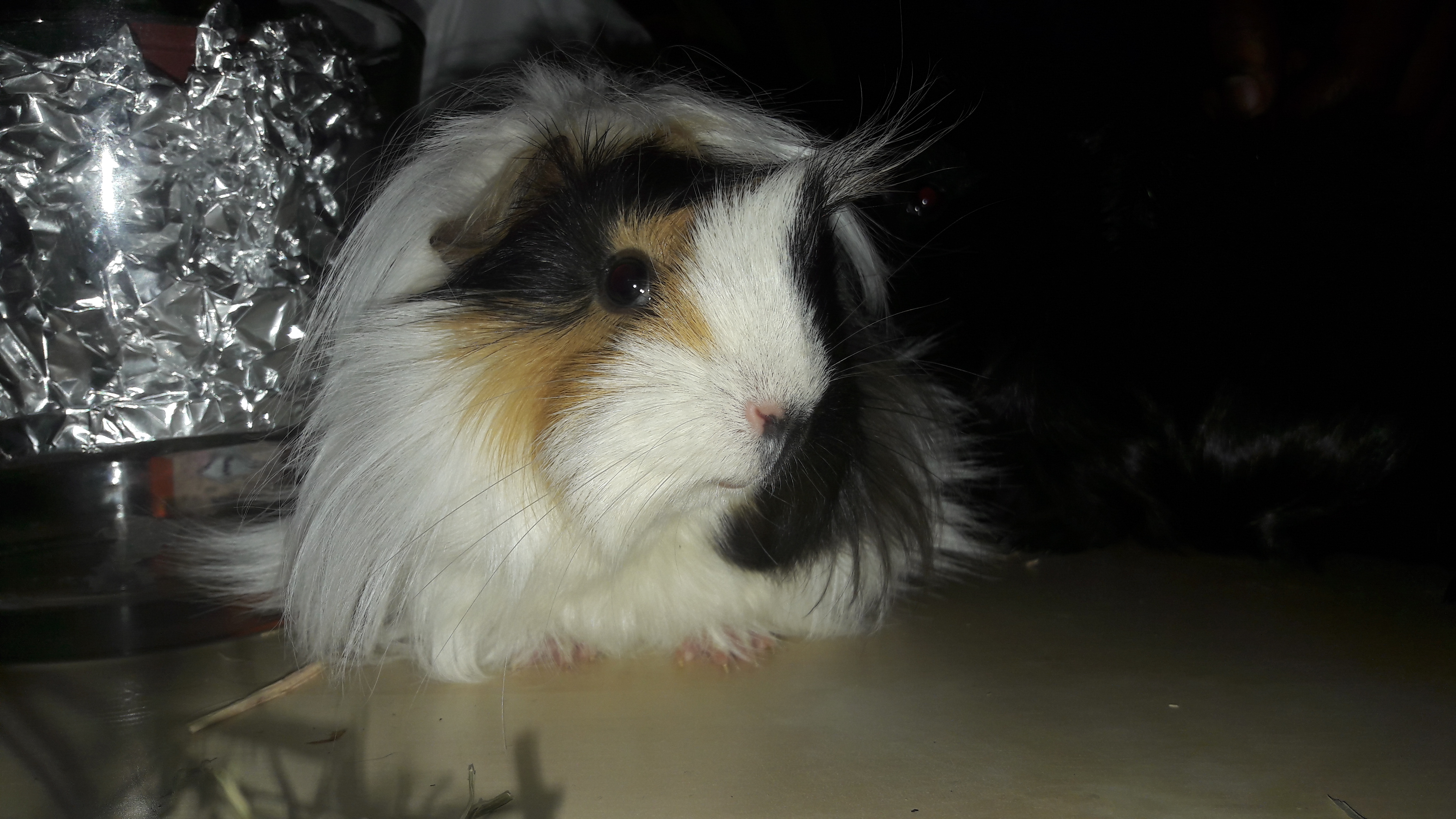 Peruvian For Sale Guinea Pigs Breed Information Omlet