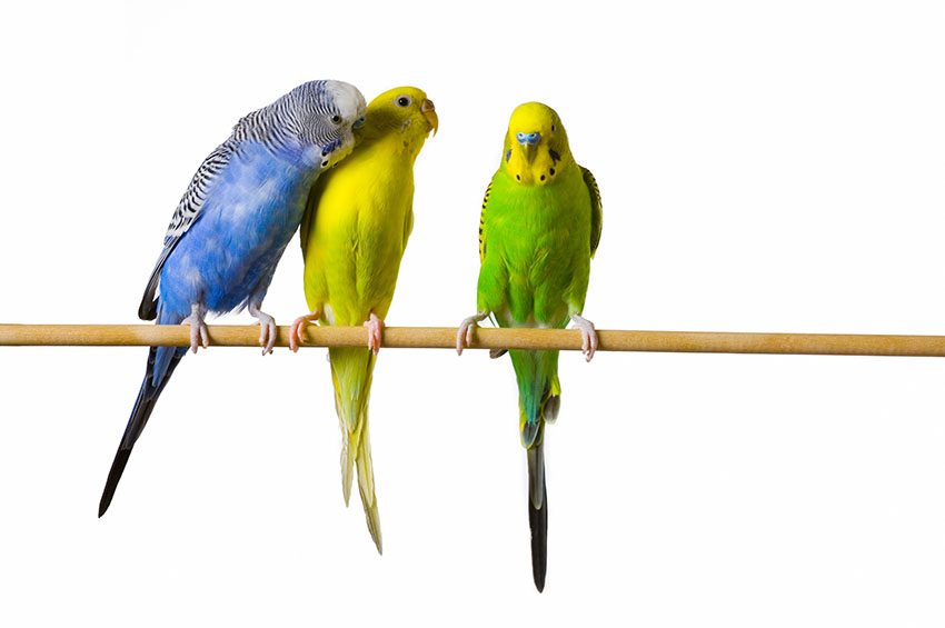 Pet parakeets on a perch