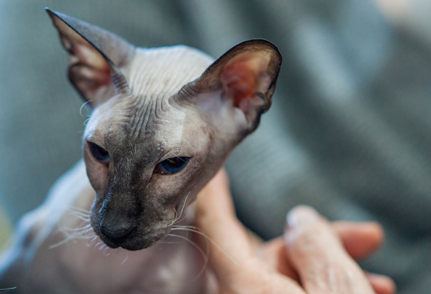 Peterbald cat being stroked