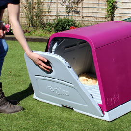 Opening the large plastic backdoor of an Eglu Go modern chicken house.