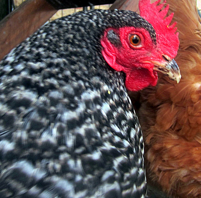 Plymouth Rock For Sale Chickens Breed Information Omlet