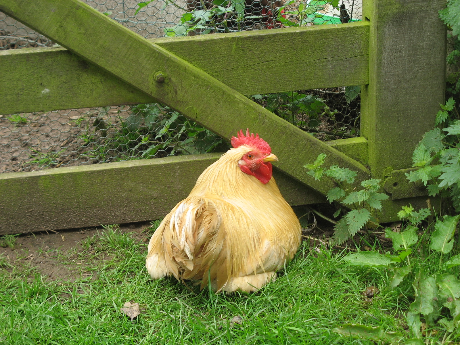 Plymouth Rock Bantam For Sale Chickens Breed Information Omlet