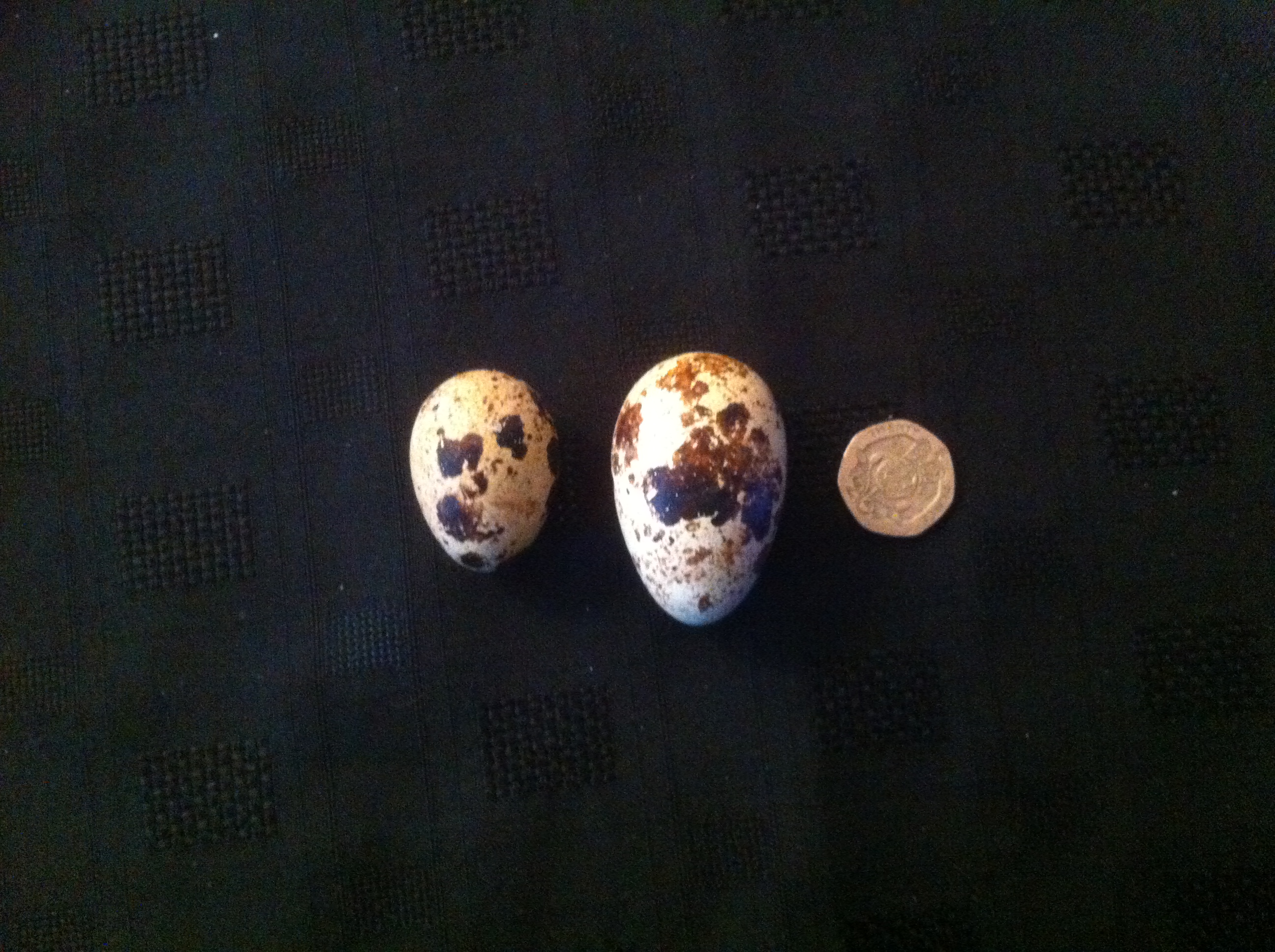 Quail Egg Size Chart