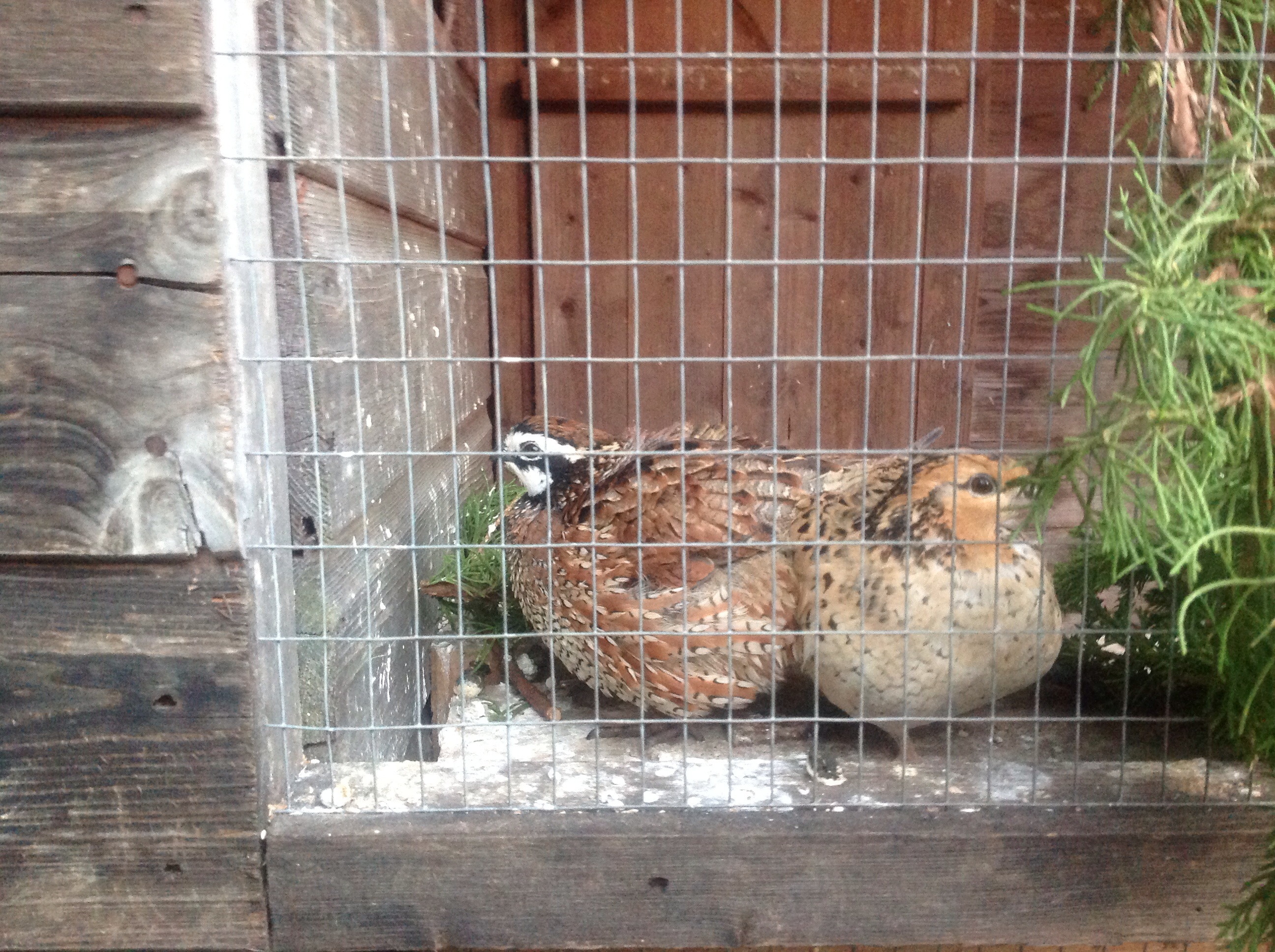 Looking after your Quail Quail Care Quails Guide Omlet US