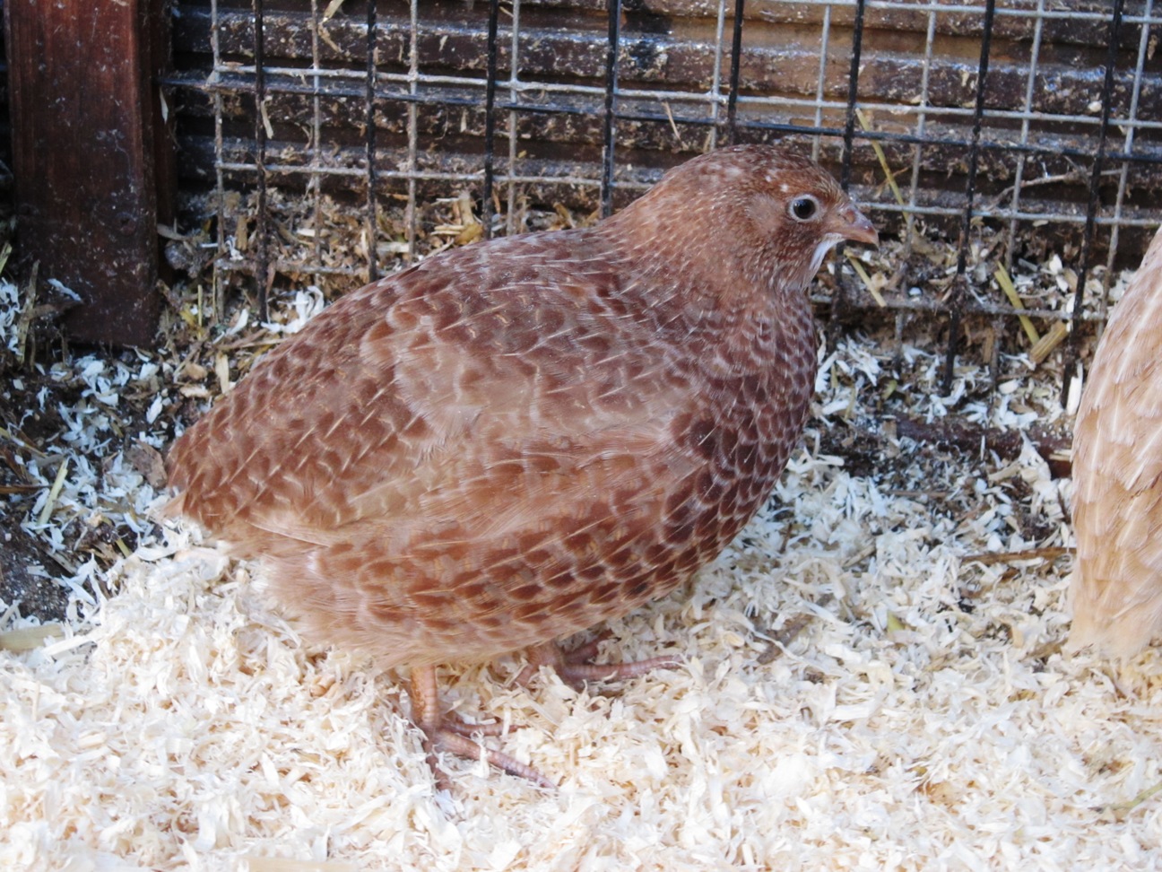 Quail Breeds About Quail Quails Guide Omlet US