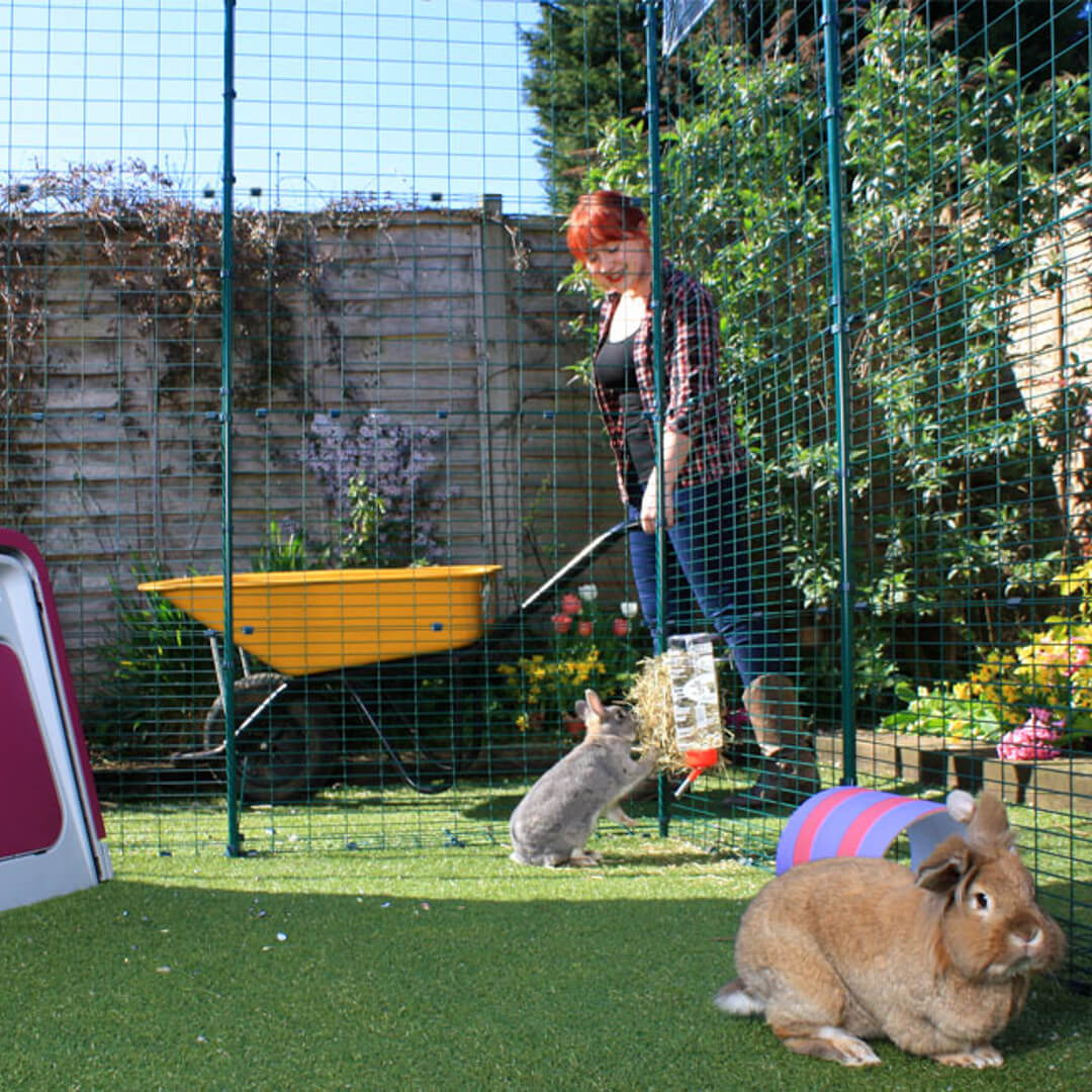 Rabbits in their Hi-Rise Outdoor Omlet Rabbit Run