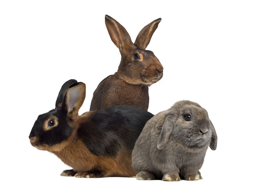 Rabbit breeds