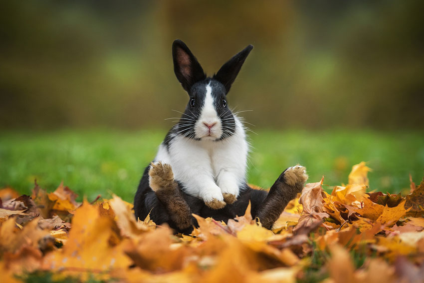 Dutch Rabbit