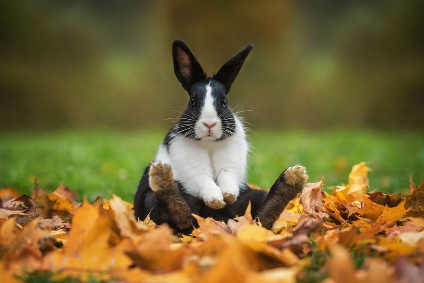 Lop-eared Blue Rabbit