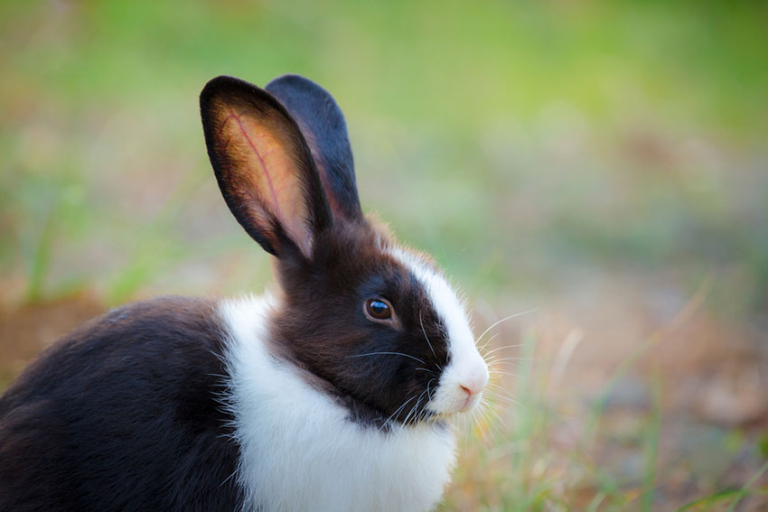 Dutch Belted Rabbit