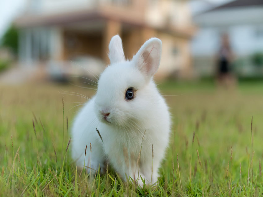 All rabbits need space to exercise in, including this Netherlands Dwarf